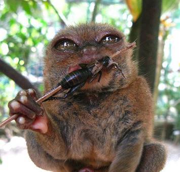 Koboldmaki verzehrt Insekt (Tarsier)