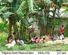 Maisernte: Filipinos beim Schälen von Mais, Bohol Philippinen