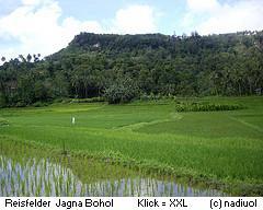 Reisfelder Lonoy Jagna, Bohol Philippinen