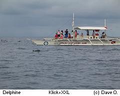 Delphine und Wale beobachten, Alona Beach Bohol Panglao Island